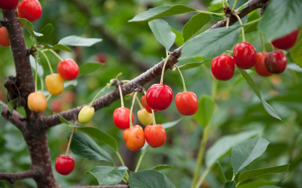 What is the Best Time to Grow Fruits in Canada?