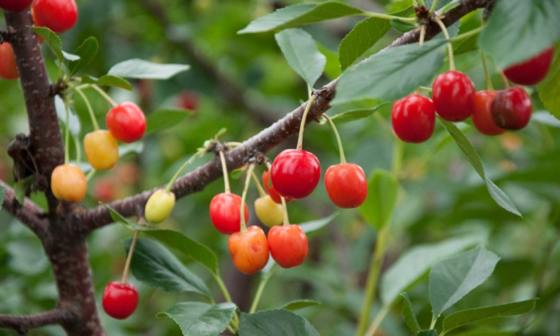 What is the Best Time to Grow Fruits in Canada?