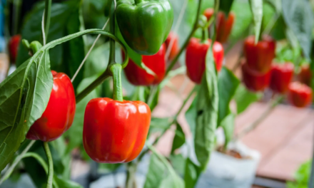 How to Grow Bell Peppers in a Pot