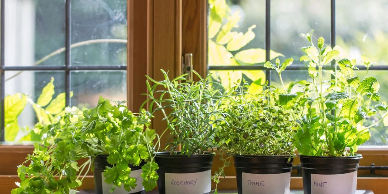 9 Easiest Herbs to Grow Indoors