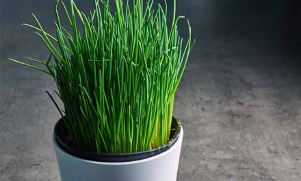 How to Grow Chives From Cuttings