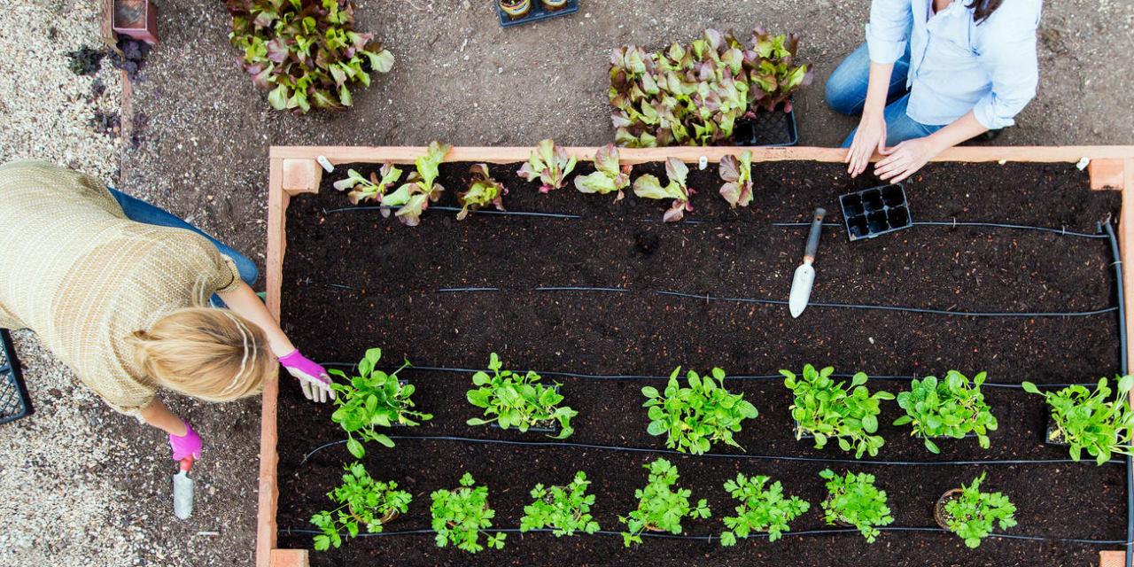 Sustainable Gardening Practices: Conserving Water and Reducing Waste