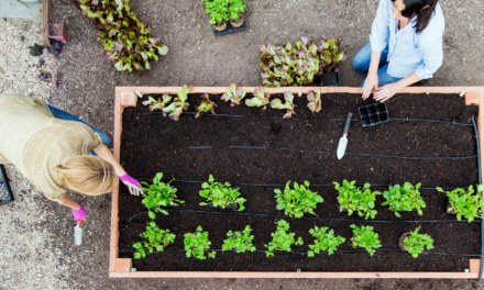 How to Build Your Own Raised Garden Beds