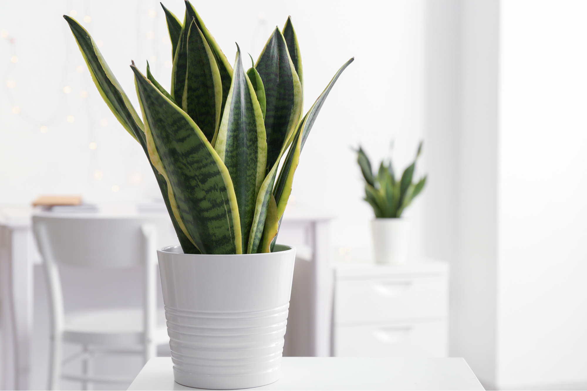 How to Care for Snake Plants