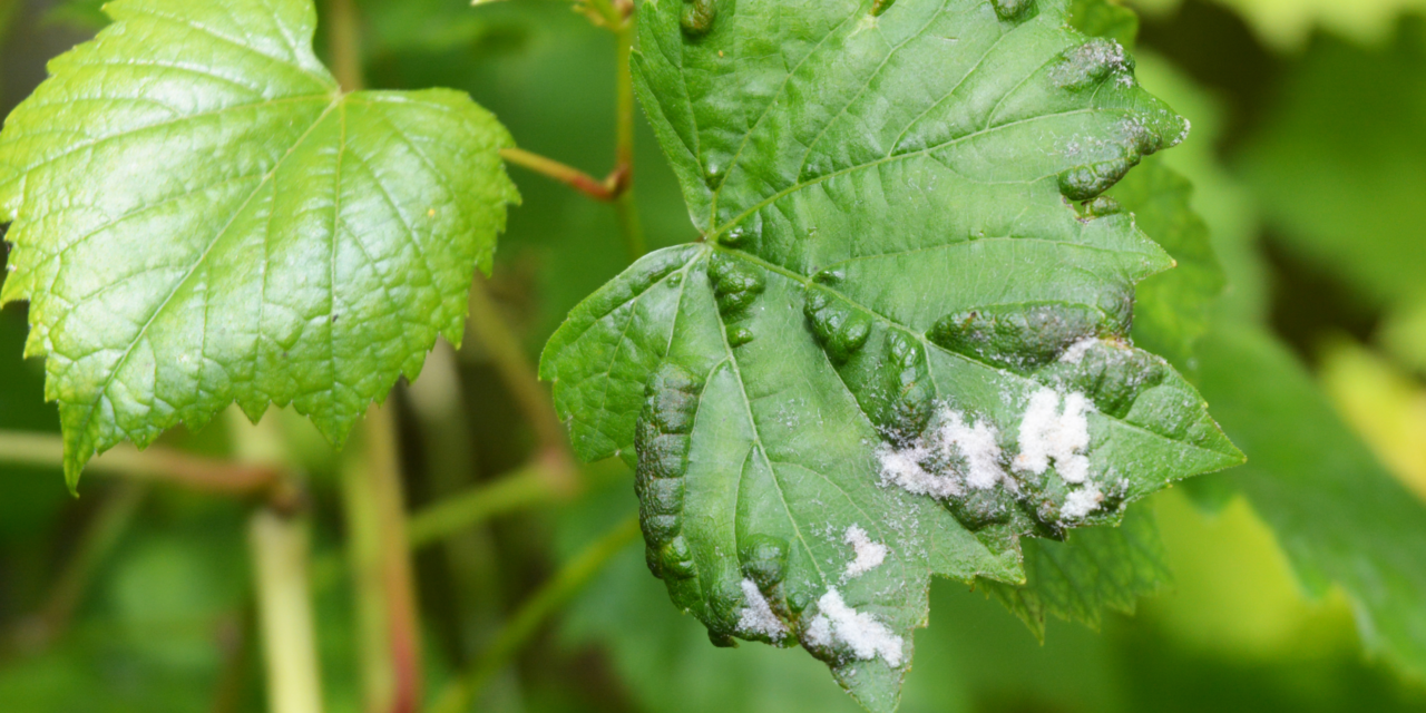 How to Get Rid of Powdery Mildew