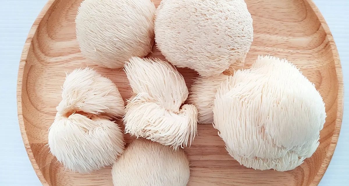 How to Grow Lion’s Mane Mushrooms