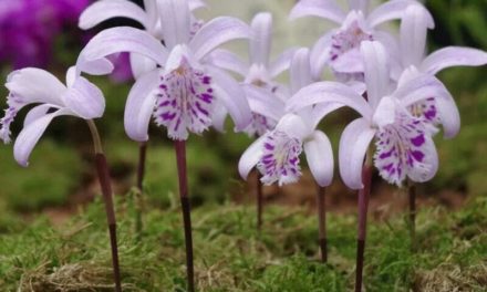 How to Grow Pleione Orchids