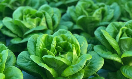 Salanova Lettuce: What is it & How to Grow It