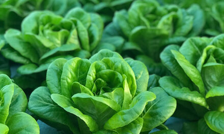 Salanova Lettuce: What is it & How to Grow It