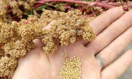 How to Grow Quinoa