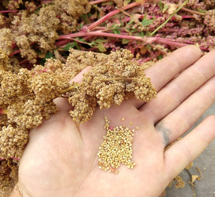 How to Grow Quinoa