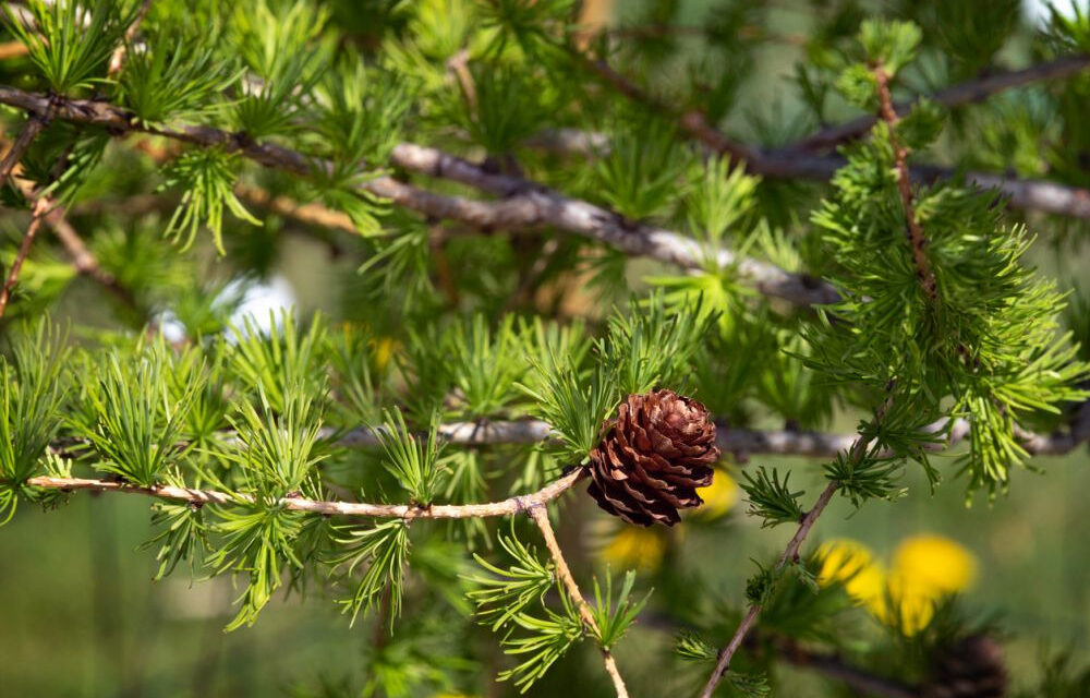 How to Grow Larch From Seed