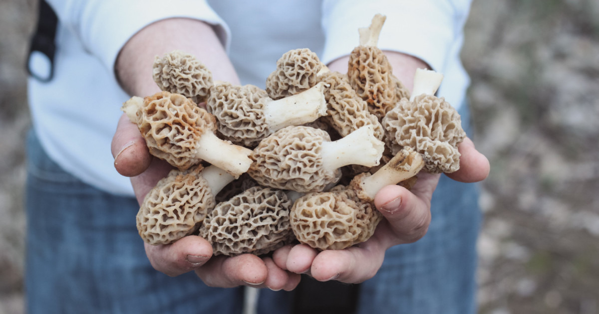 How to Grow Morel Mushrooms