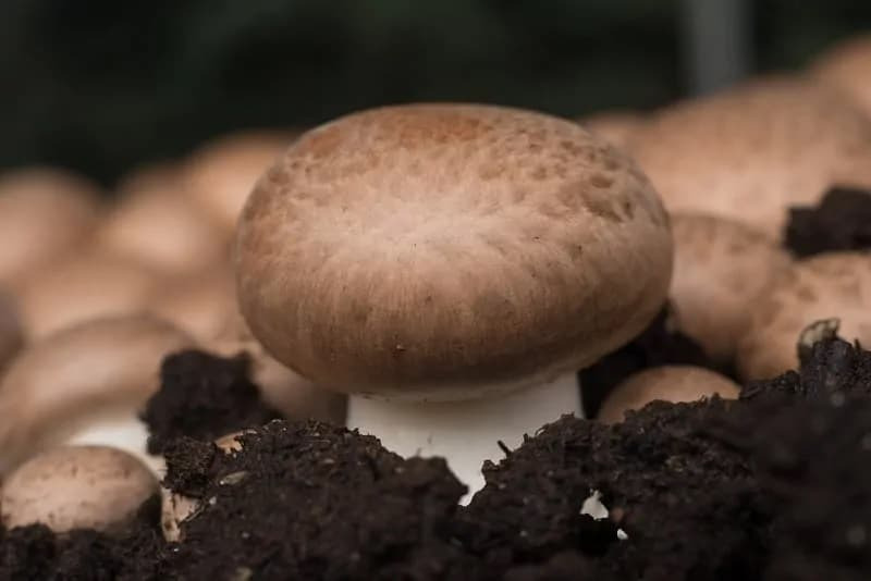 How to Grow Portobello Mushrooms