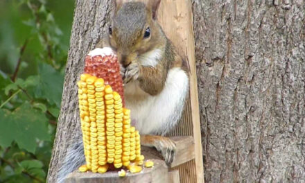 How to Keep Squirrels from Eating your Corn