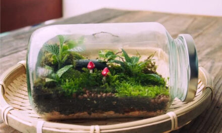 How to Grow Moss Indoors