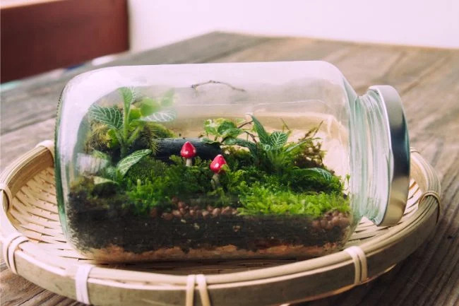 How to Grow Moss Indoors