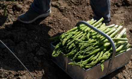 How to Grow Asparagus From Cuttings