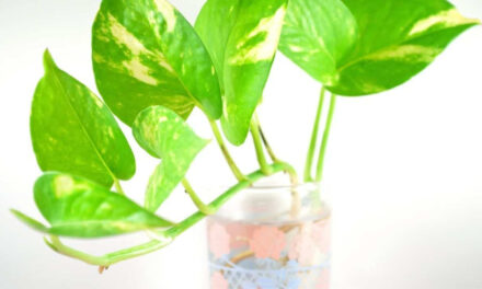 How to Grow Pothos in Water