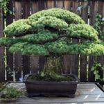 The Beginner’s Guide to Bonsai: Cultivating Miniature Trees in Your Home