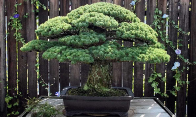 The Beginner’s Guide to Bonsai: Cultivating Miniature Trees in Your Home