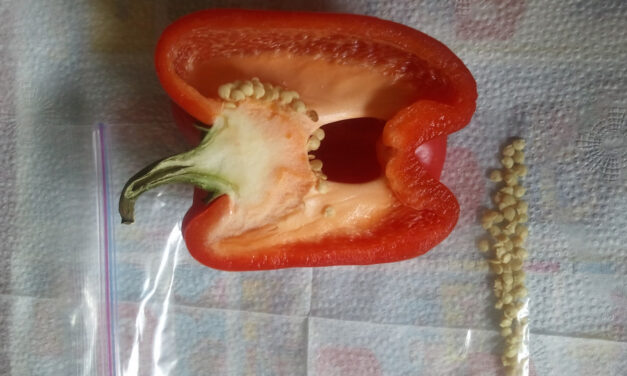 How to Grow Bell Peppers From Scrap