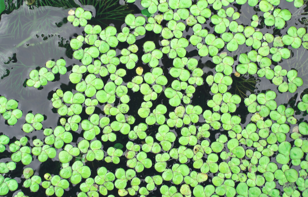 How to Grow Duckweed