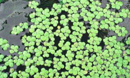 How to Grow Duckweed