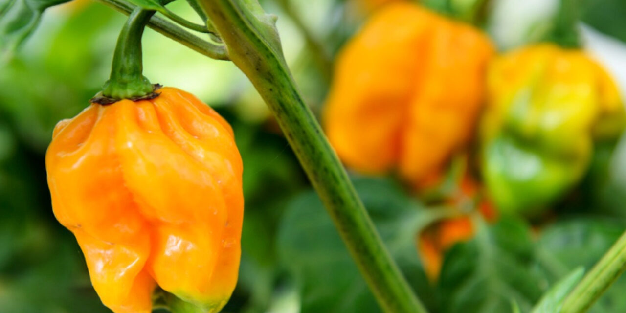 How to Grow Habanero Peppers in Your Garden