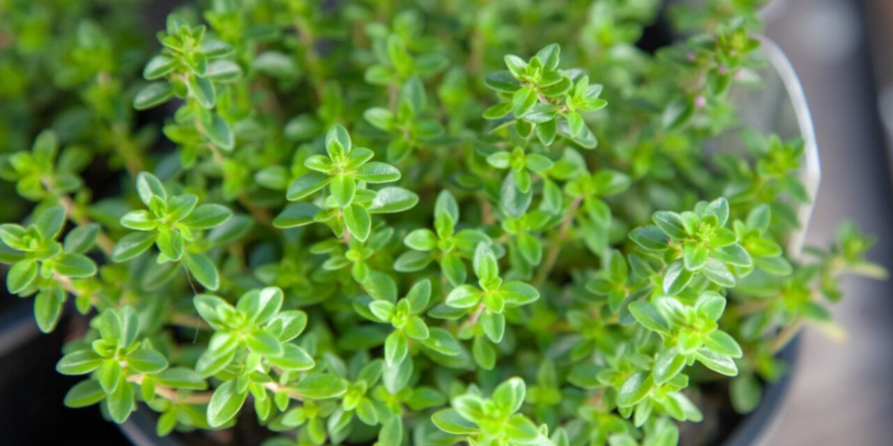 How to Grow Thyme Indoors