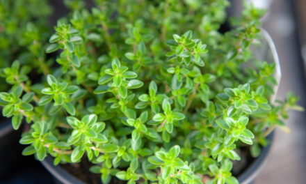 How to Grow Thyme From Seed