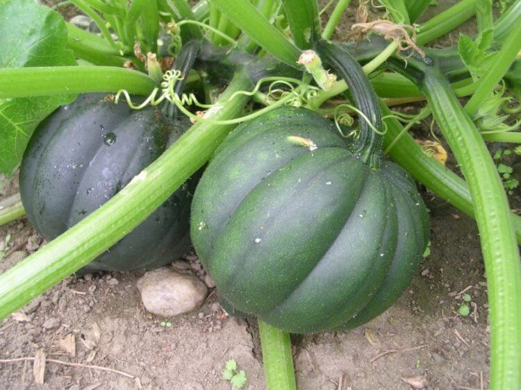 How to Grow Acorn Squash