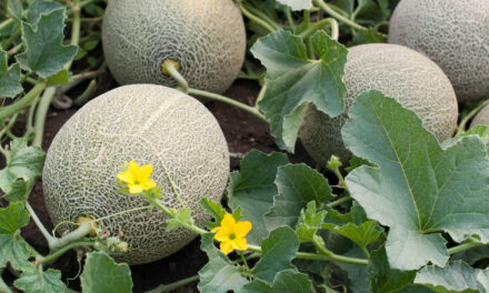 How to Grow Honeydew Melon in Your Garden