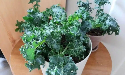 How to Grow Kale Indoors