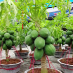 How to Grow Papaya in Pots