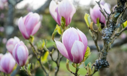 How to Grow Magnolia From Seed