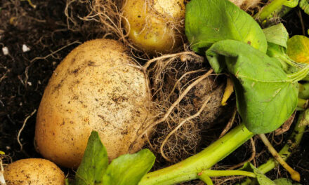 How to Grow Potatoes Indoors – A Step by Step Gardening Guide