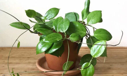 20 Winter Indoor Plants to Bring Into Your Home