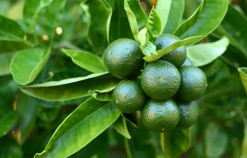 How to Grow a Lime Tree From Seed