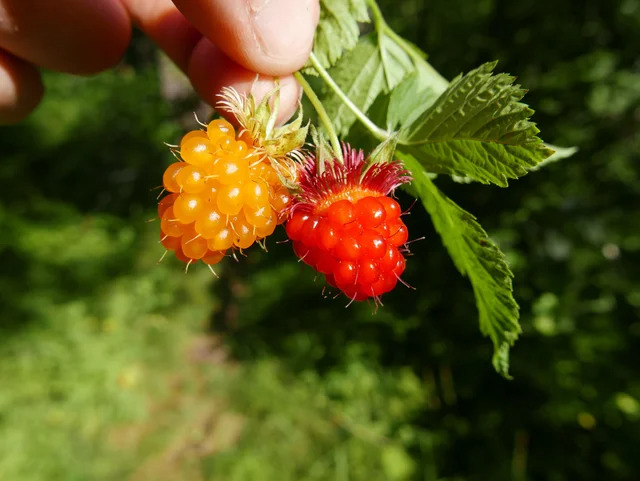 What Are Salmonberries?