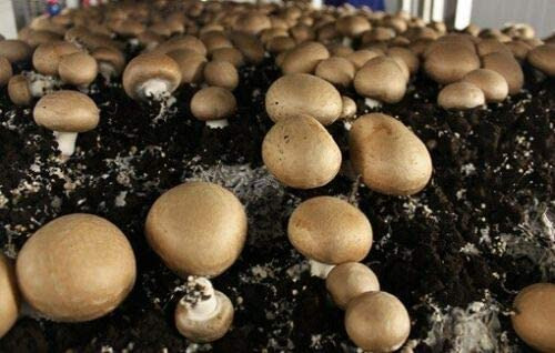 How to Grow Baby Bella Mushrooms