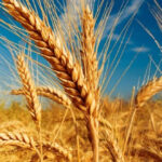 How to Grow Barley