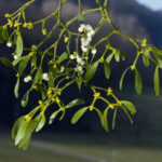 How to Grow Mistletoe