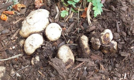 How to Grow Truffles Indoors