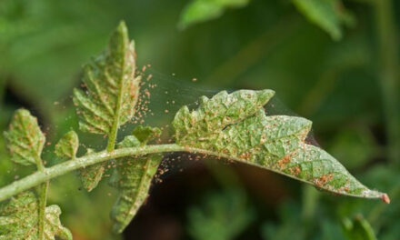 What Are Spider Mites and How to Get Rid of Them