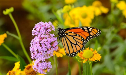 The Beauty of a Butterfly Garden: How to Attract Pollinators to Your Yard
