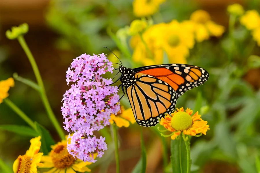 The Beauty of a Butterfly Garden: How to Attract Pollinators to Your Yard