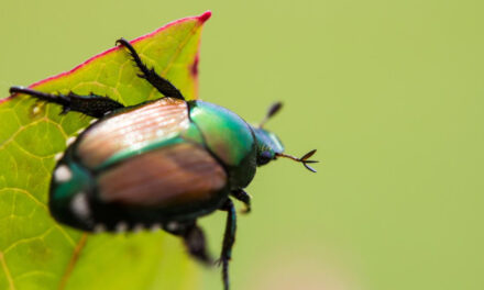 How to Get Rid of Japanese Beetles in the Garden