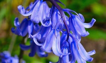 How to Grow Bluebells: A Complete Guide