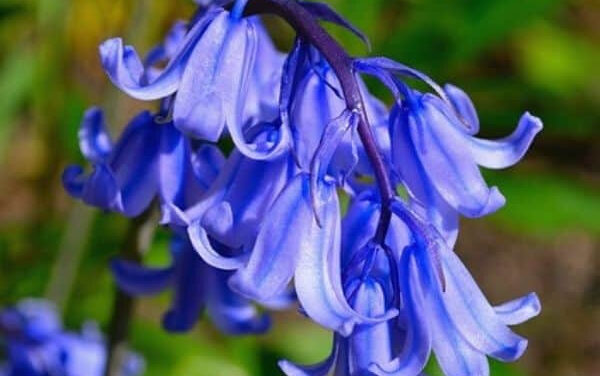 How to Grow Bluebells: A Complete Guide